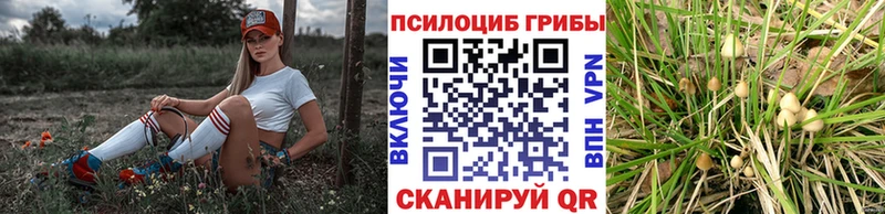 Купить где  Полярные Зори  Галлюциногенные грибы GOLDEN TEACHER 